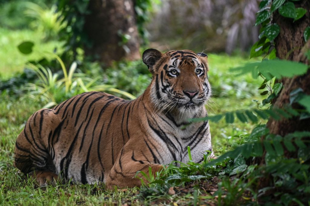 Indias Tiger Population Rises Above 3000 Easterneye