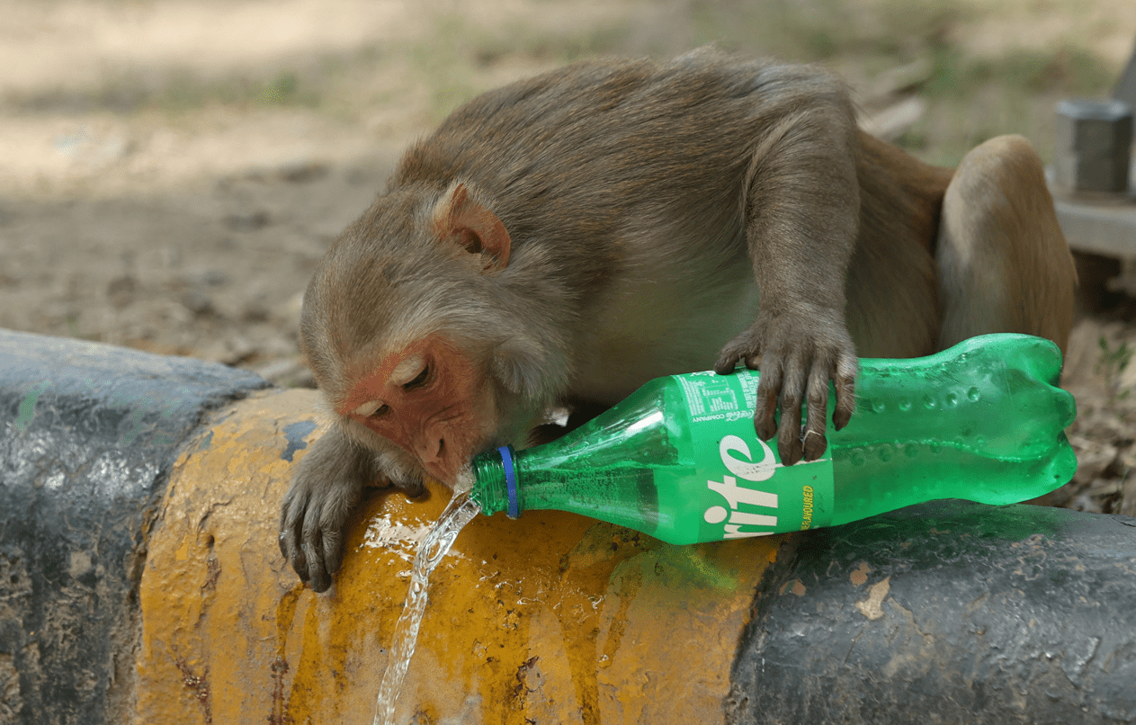 Monkey business: Delhi gets cutouts of langurs to ease menace