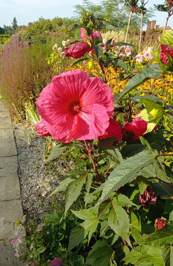 INSET RHS Wisley Hibiscus moscheutos