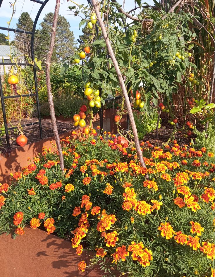 INSET RHS Wisley Marigolds and ripening tomatoes