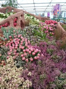 INSET 5 Chelsea Flower Show 2024 pic three Cape Floral Kingdom South Africa 20 May 2024