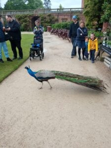 LEAD Inset 6 Powis Castle pic five peacock 10 June 2024