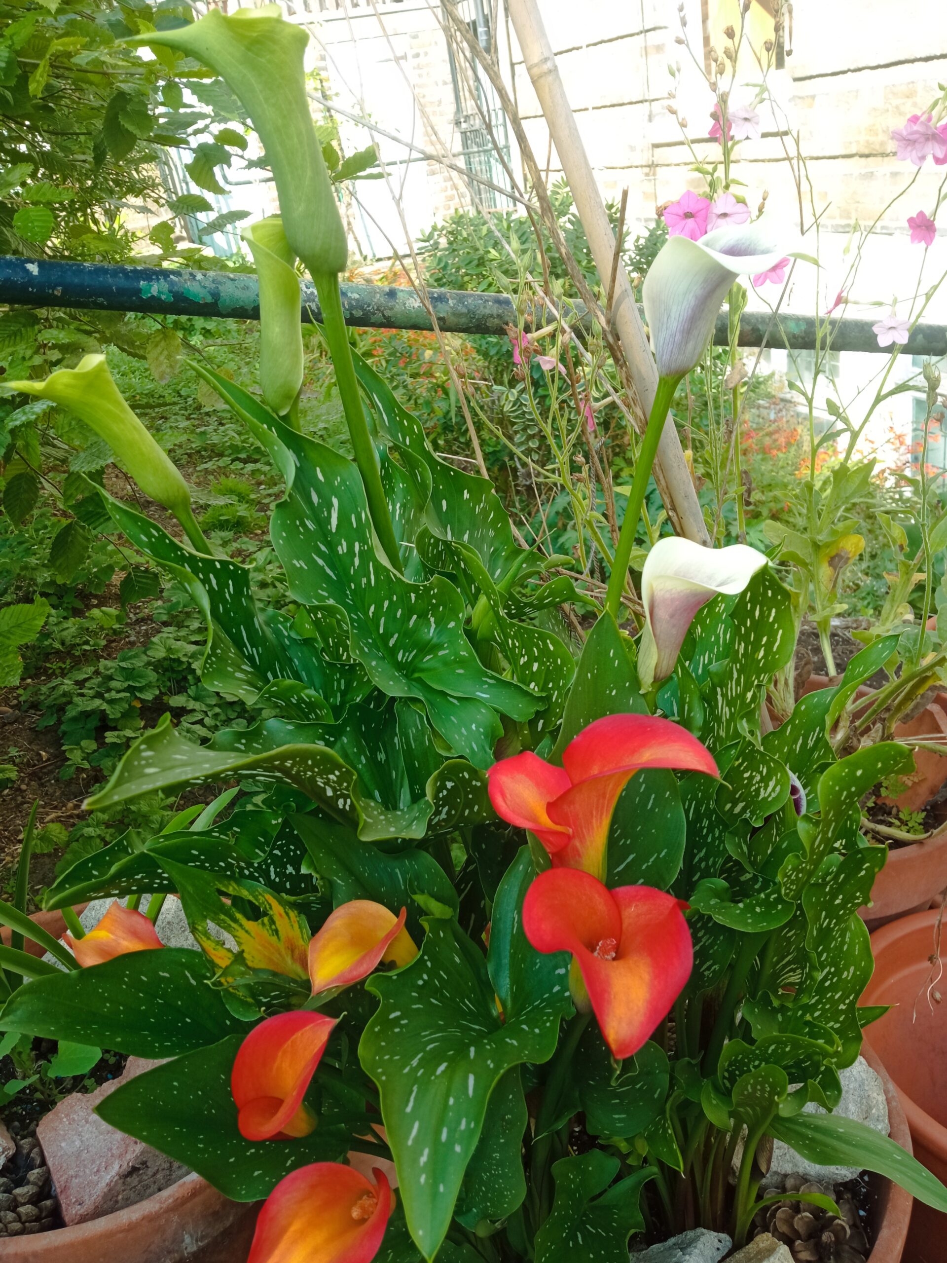 Zantedeschia in bloom