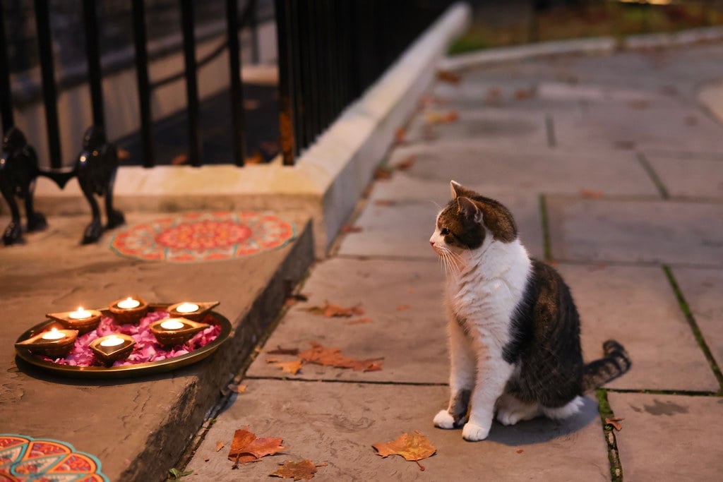 diwali cat